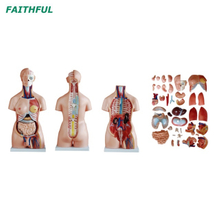 XC-208 85cm unisex torso 40 partes