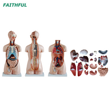 XC-206 85cm Torso sin sexo 20 partes