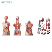 XC-210 85 cm unisex torso 30 partes