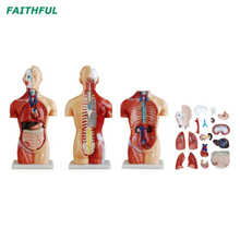 XC-207 42cm Torso sin sexo 18 Partes