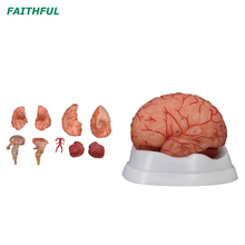 Cerebro XC-308D con arterias 9 partes