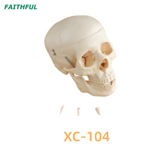 Skull Modelo XC-104 Serie