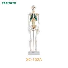 Esqueleto de 85 cm con nervios XC-102A/B/C