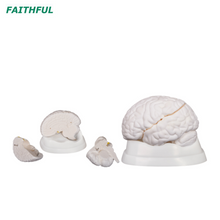 Modelo de cerebro de la serie XC-304